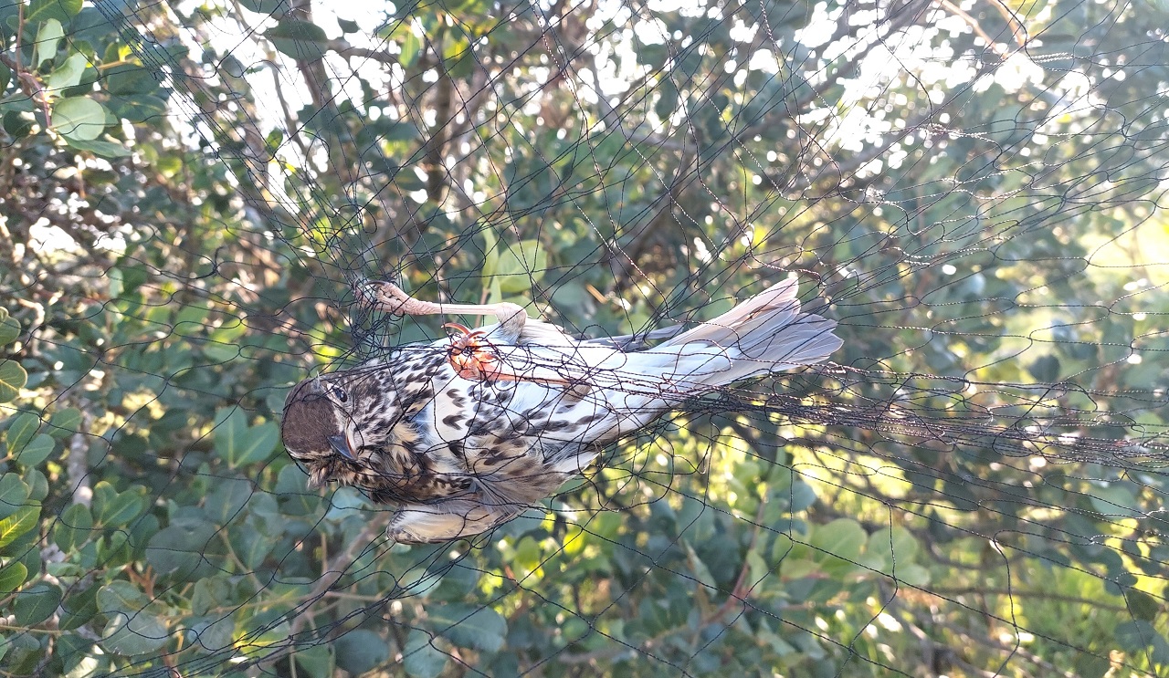 Final report and results of the Cyprus winter bird protection  - Bild 3